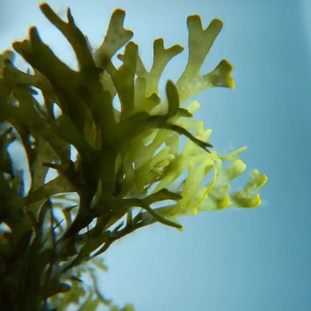 Alga Undaria Pinnatifida