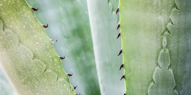 Aloe leaves