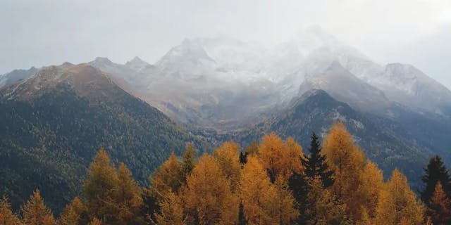 Trees with yellowed leaves against the backdrop of mountains