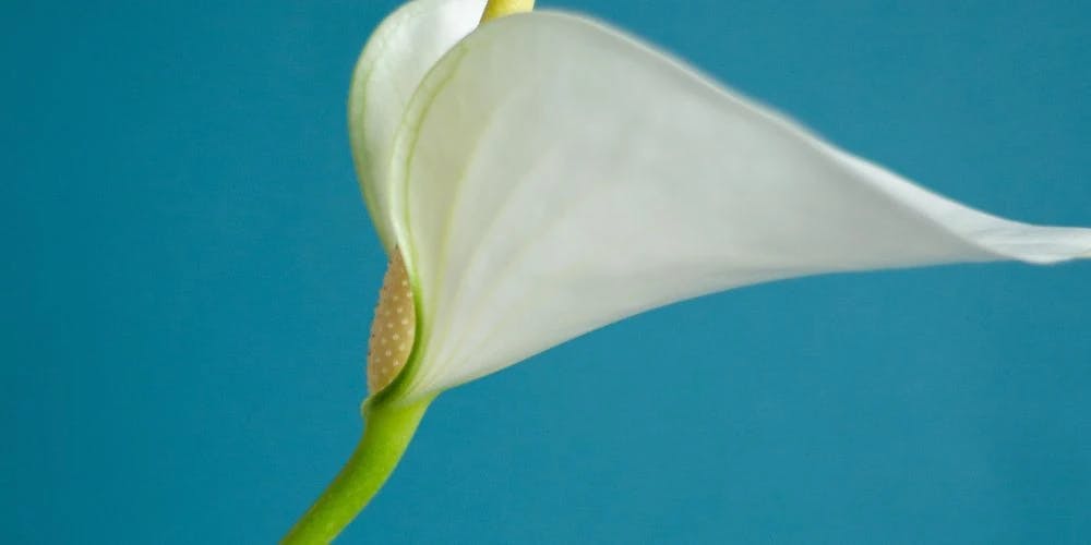 Biały kwiat na niebieskim tle