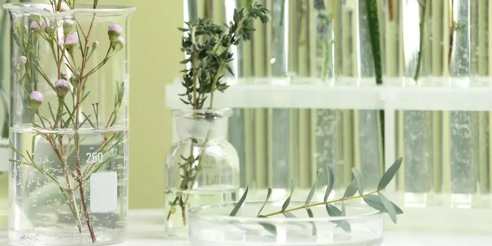 Rośliny włożone w zlewki laboratoryjne, postawione na białym blacie na tle jasnozielonej ściany