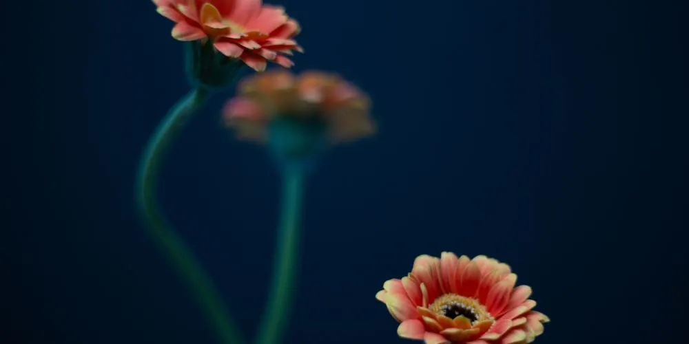 Three red-yellow flowers on a blue background