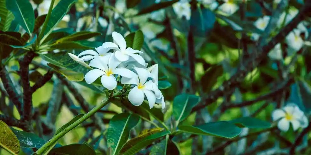 Kwiaty gardenii tahitańskiej
