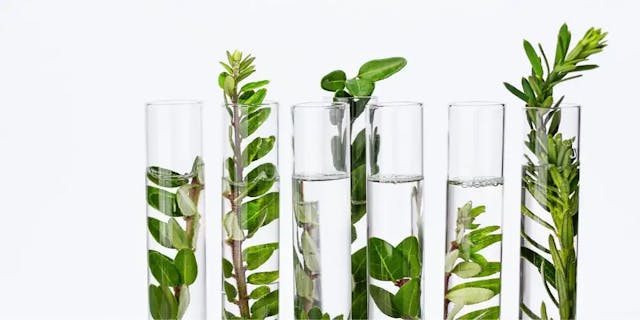 Test tubes with water into which green plants are put