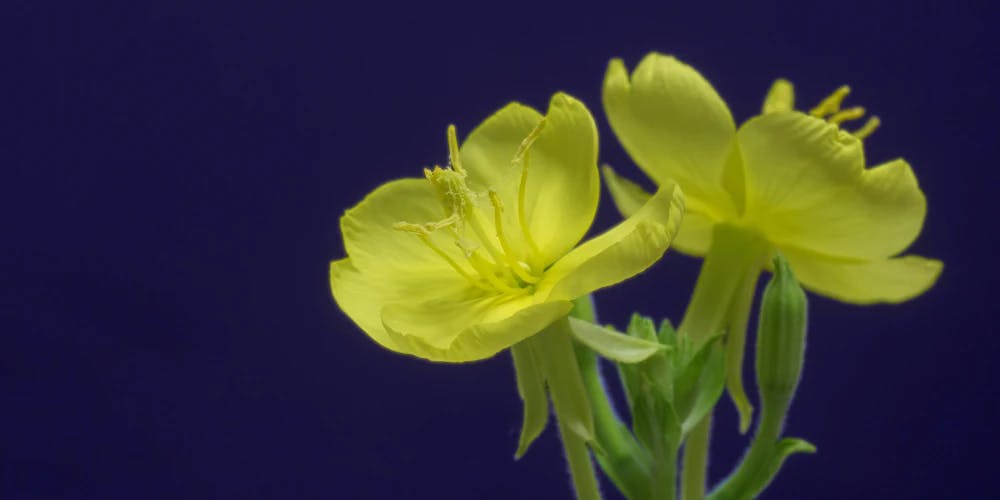 Two yellow evening primrose flowers on a dark blue background.