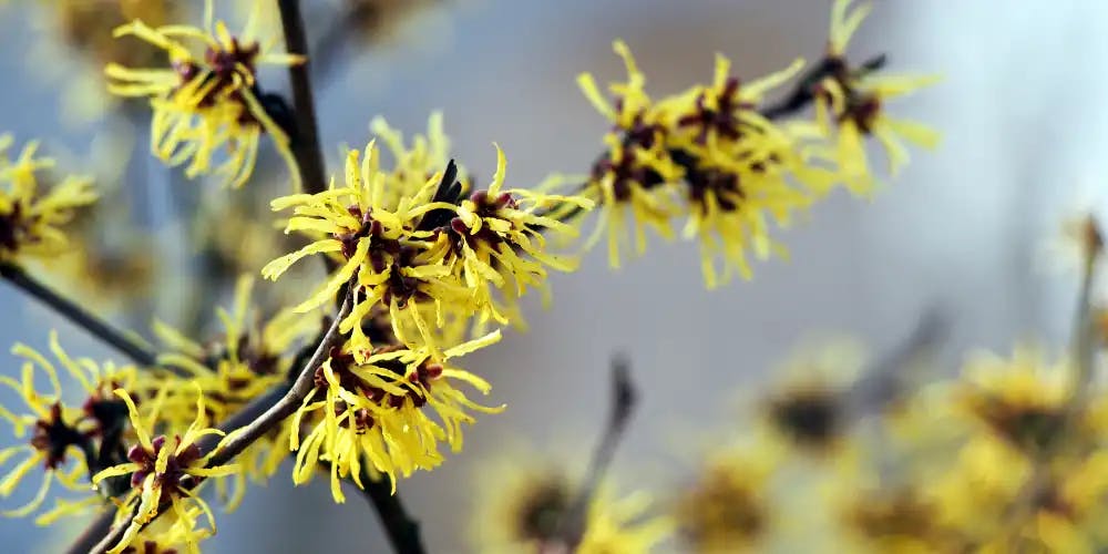 Yellow flowering witch hazel branches against the sky